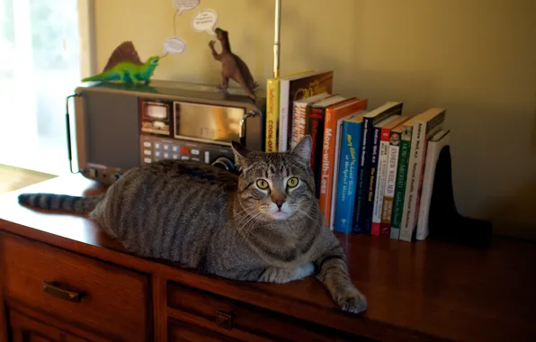 Картинка кошка, кот, взгляд, уют, стол, серый, стена, игрушки