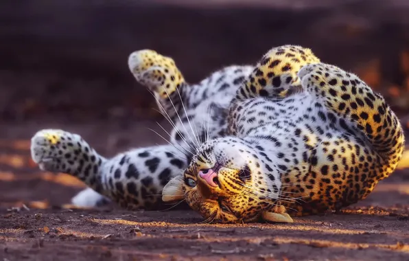 Leopard, cat, animal, big cat