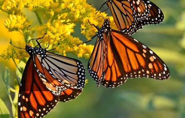 Цветы, бабочка, крылья, монарх