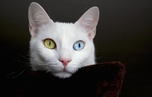 Turkey, white cat, van cat