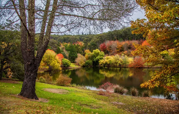 Осень, листья, деревья, пруд, парк, Австралия, Mount Lofty Botanic Garden