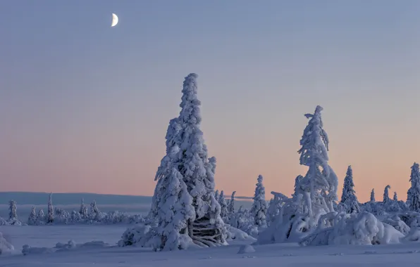 Зима, снег, деревья, Швеция, Sweden, Lapland, Лапландия, Вестерботтен