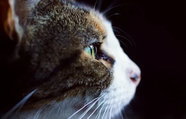 Картинка кошка, фон, профиль, бело-серая