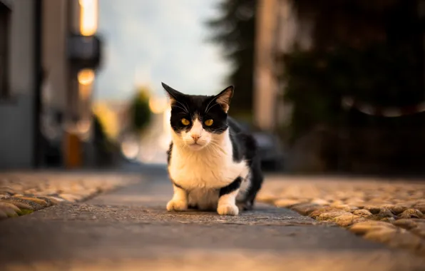 Кошка, кот, взгляд, поза, мордашка