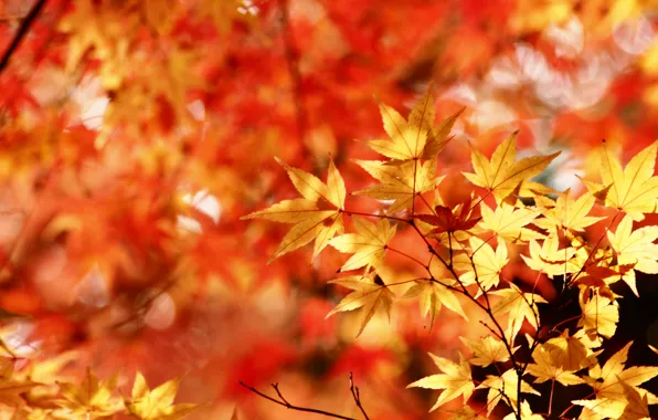Картинка осень, листья, клен