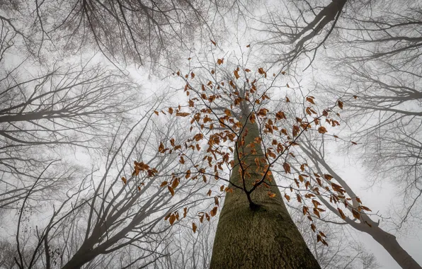 Природа, дерево, последние листья