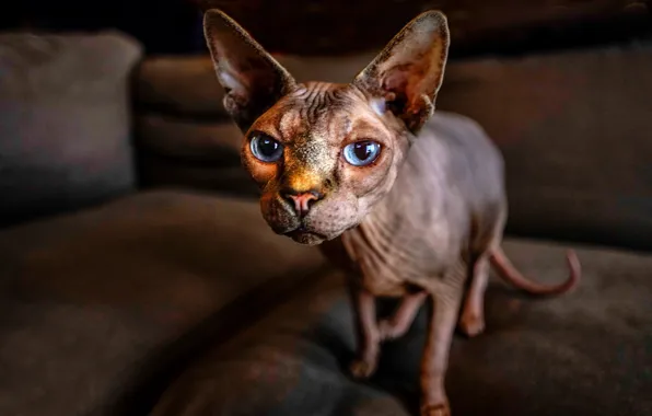 Картинка кошка, кот, взгляд, морда, уши, голубые глаза, сфинкс