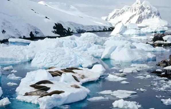 Картинка лед, снег, Тюлени