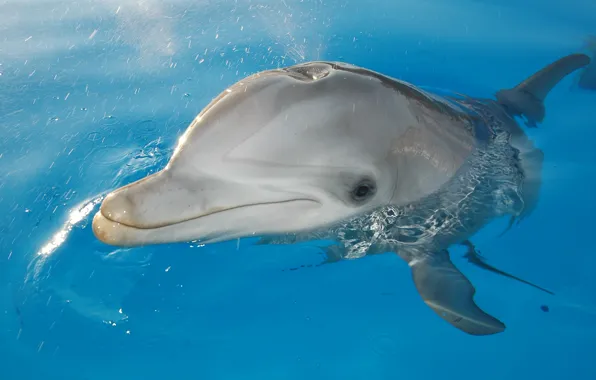 Animals, sea, dolphin