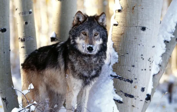 Картинка trees, winter, snow, animal, mammal, carnivore, black and gray wolf