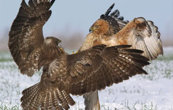 Картинка birds, animal, eagles, wildlife