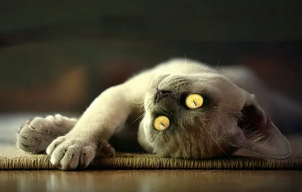 Кошка, взгляд, поза, котенок, мордашка