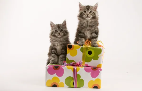 Коты, пара, котята, подарки, коробки