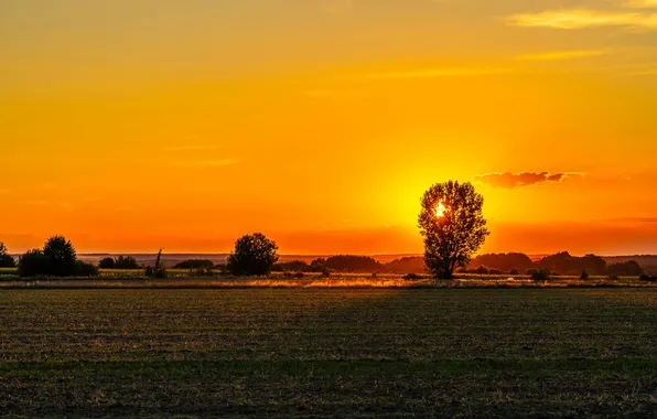 Summer, landscape, sunset, three