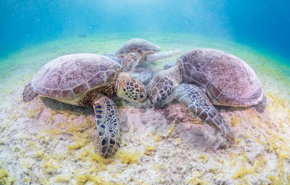 Море, подводный мир, морская черепаха, черепахи, морские черепахи