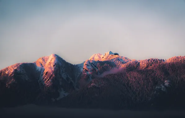 Nature, Wood, Winter, Mountain, Snow, Fog, Matt Wang