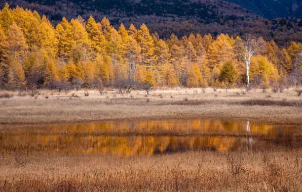 Картинка осень, природа, река