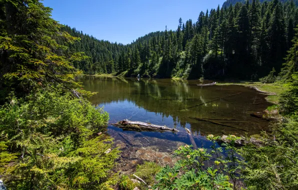 Зелень, лес, деревья, озеро, США, Alaska, Summit Lake