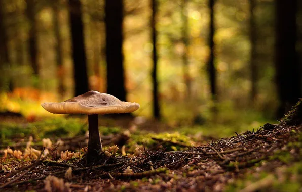 Картинка лес, гриб, Природа