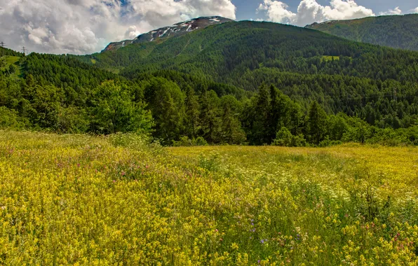Поле, лес, горы