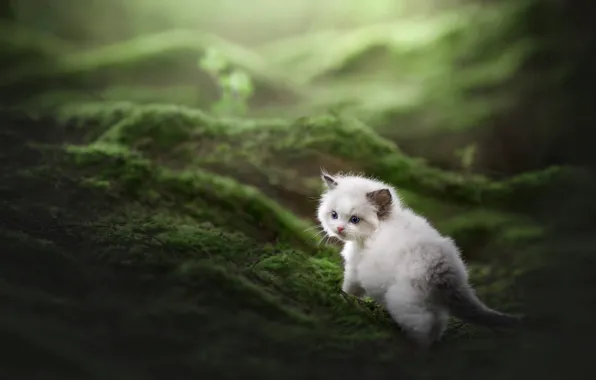 Кошка, белый, природа, котенок, поляна, мох, размытие, мордашка