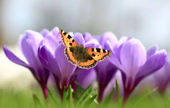 Макро, бабочка, весна, крокусы, шафран