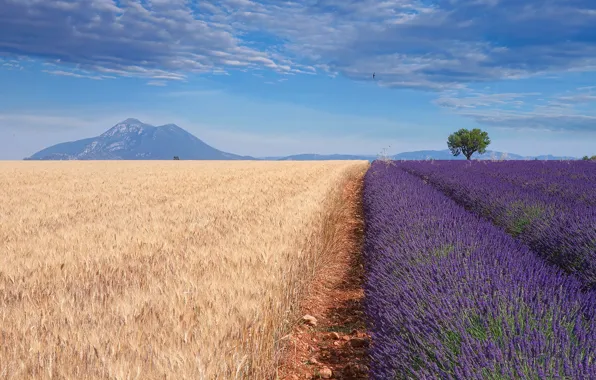 Картинка пшеница, поле, горы, природа, лаванда