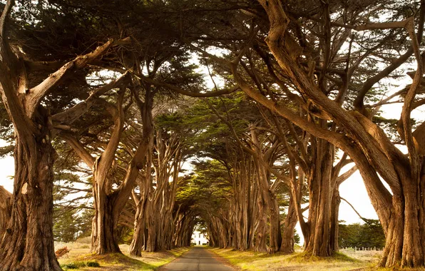 Дорога, деревья, пейзаж