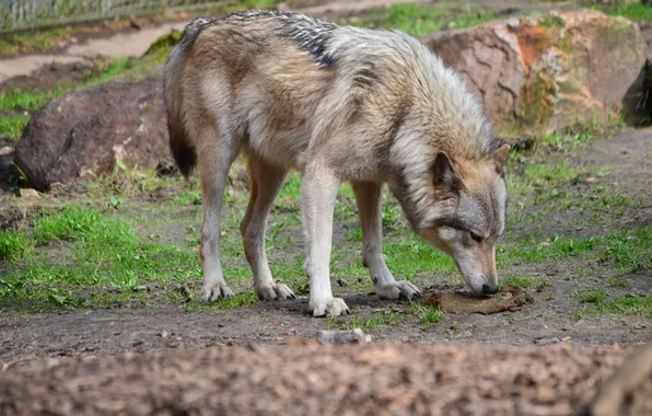 Картинка nature, snow, predator, face, animal, wolf, wildlife, portrait
