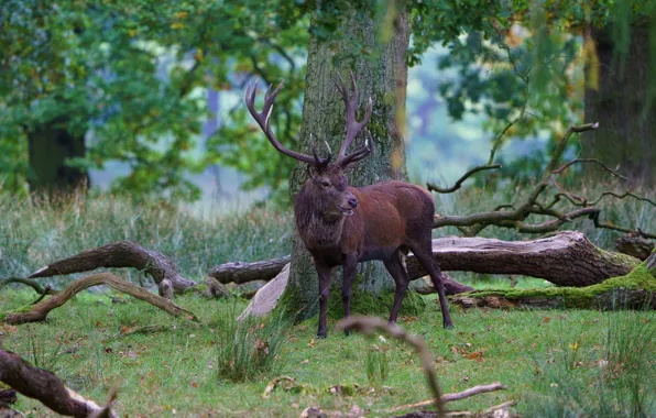 Картинка лес, деревья, ветки, олень