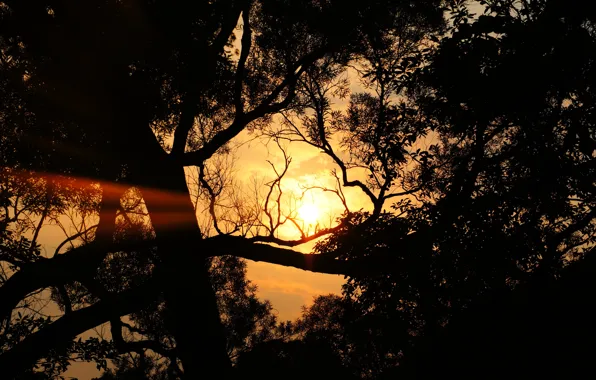 Картинка солнце, облака, листва, Дерево