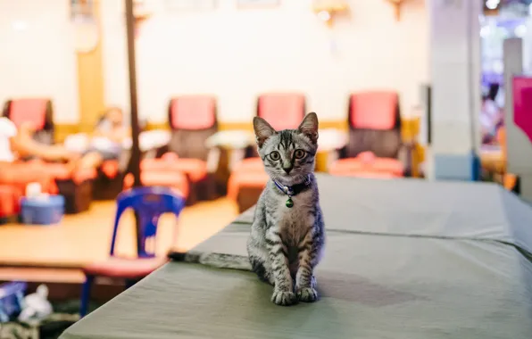 Взгляд, котик, милый