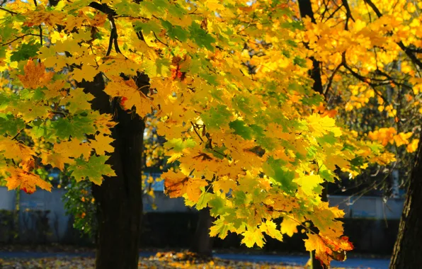 Autumn, tree, leaf, fall