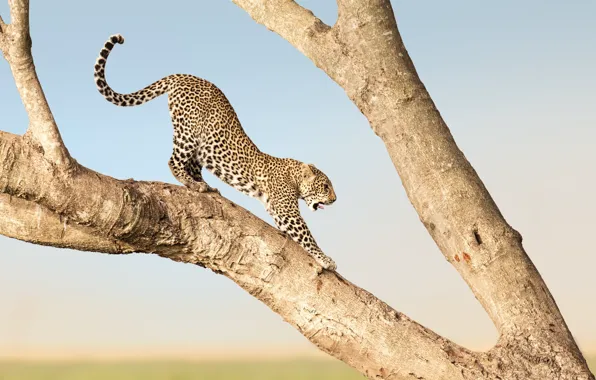 Leopard, Africa, Kenya, Masai Mara, Musiara Marsh
