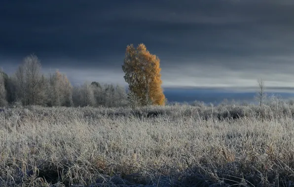 Картинка зима, поле, деревья, туман