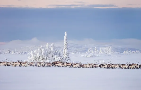 Зима, снег, олени