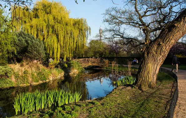 Картинка трава, деревья, пруд, парк, Англия, Лондон, дорожка, мостик