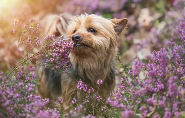 Картинка собака, Йоркширский терьер, Йорк, вереск