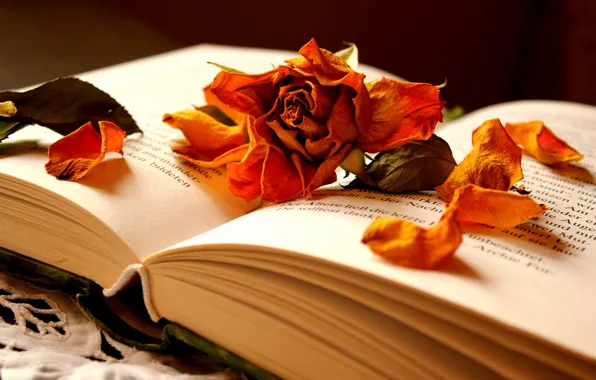 Цветок, роза, лепестки, книга, сухая