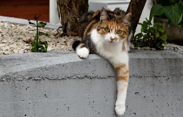 Картинка кошка, взгляд, морда, деревья, природа, поза, лапки, лапы