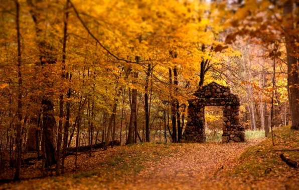Осень, лес, листья, деревья, арка