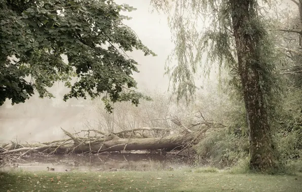 Картинка осень, лес, туман