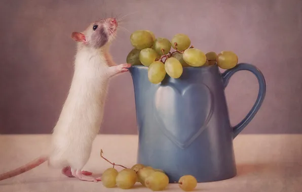 Картинка мышь, виноград, кружка