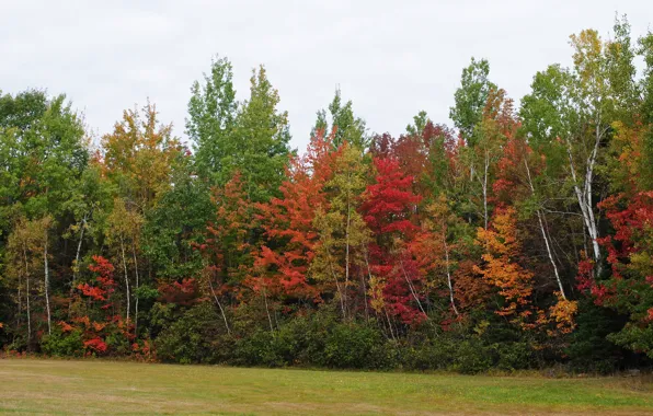 Картинка Осень, Деревья, Лес, Цвета, Fall, Autumn, Colors, Forest