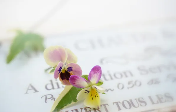 Макро, цветы, фон