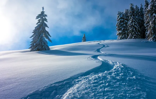 Зима, снег, деревья, Австрия, ели, сугробы, Austria, Берхтесгаденские Альпы