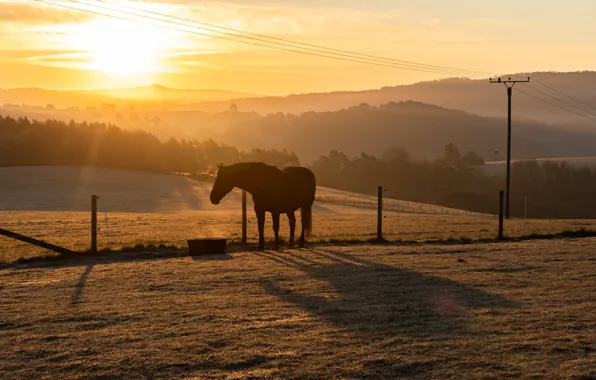 Картинка поле, закат, конь