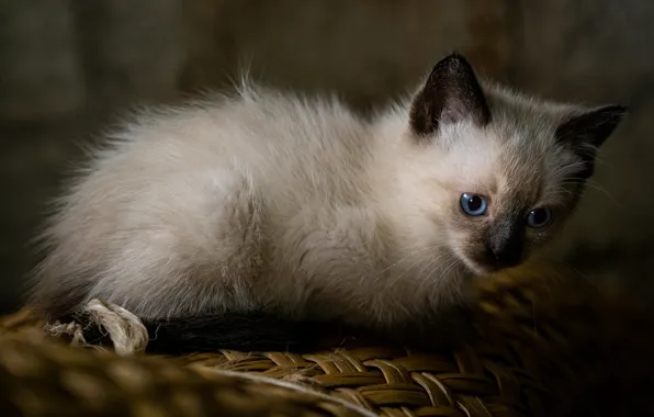 Кошка, взгляд, темный фон, котенок, котёнок, мордашка, сиамский, голубоглазый