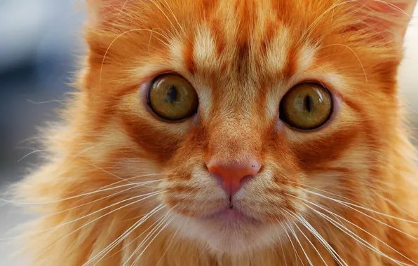 Картинка кошка, кот, усы, взгляд, мордочка, рыжая