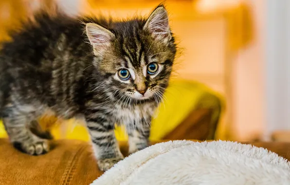 Кошка, взгляд, природа, поза, котенок, мордашка